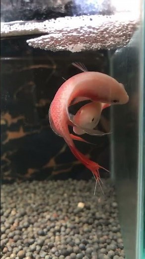 paradise fish spawning breeding #hendrixbackyard #fishaquarium #freshwaterfish