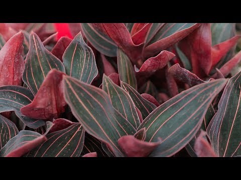 Terrestrial Orchid Care — Plant One On Me — Ep 044