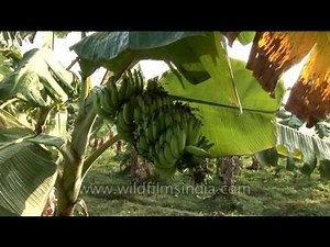 Banana cultivation - a good prospect for farmers in Karnataka