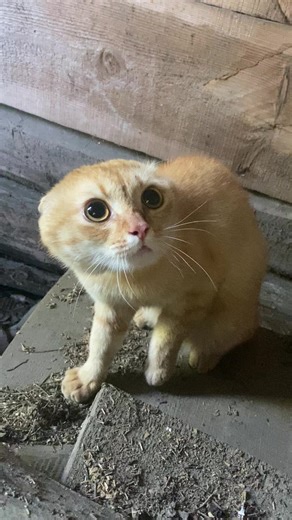 Відео користувача Cat Go London (@cat.go.london) на тему «go london»