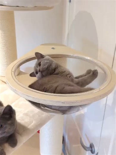 Honeypotcat_au on TikTok