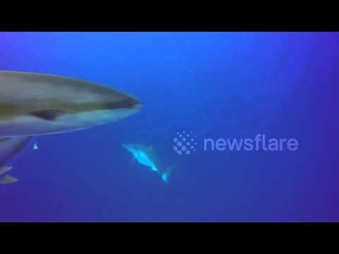 Powerful great white shark filmed breaching the surface from underwater