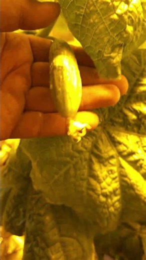 Okurky v hydroponii za 40 dní! 🥒 Brutální kořenový systém a růst pod světlem 💡 Hydro 40 dní! ✨