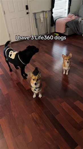 Life360 Dogs: Keeping Track of Your Corgis