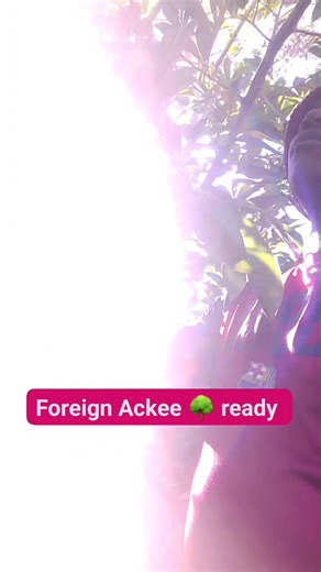 Foreign Ackee tree | Instalam Leo Mowatt