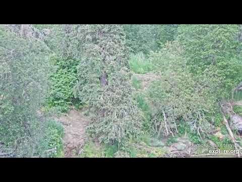 BF. 128 follows Jr up into the nanny tree. Explore.org 6/25/25