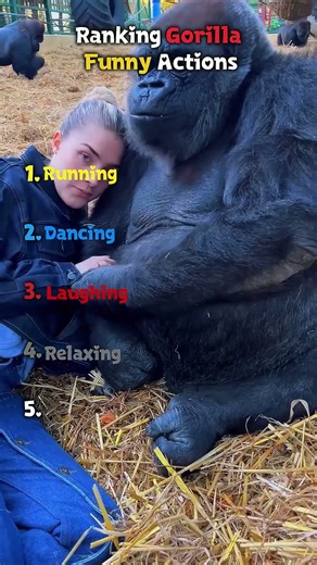🦍 Ranking Gorilla Funny Actions 😂🍌 || #gorillas #funnyanimals #ranking