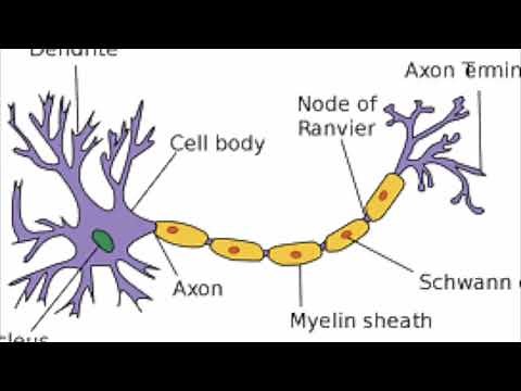 Types of Neuron