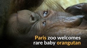 Paris zoo says hello to Java, its newborn baby orangutan