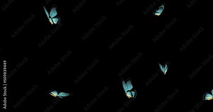 Animated blue butterflies on an alpha channel.