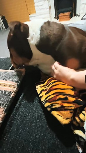 Gary wants, what Gary wants! #garythebulldog2 #Gary #britishbulldog #garythebulldog #englishbulldog #KingGary #bulldog #bulldogs | Gary2