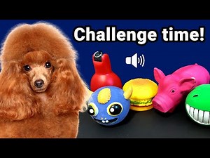 Challenge time: Play this sound for your dog! 🐶
