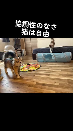 ぴぴとららとここ #猫 #猫のいる暮らし #猫好きさんと繋がりたい #猫可愛い #自由 #気まぐれ #おうちで過ごし隊 #猫になりたい #2022#コロナに負けるな #マンチカン#スコティッシュフォールド #ノルウェージャンフォレストキャット