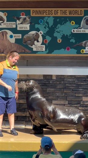 25K views · 498 reactions | The pinniped’s showdown #sealionshow #GrandFinale #pinnipeds | Travisandcousins | Facebook