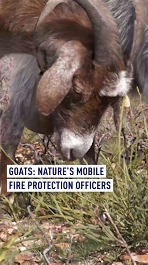 Goats: nature’s mobile fire protection officers