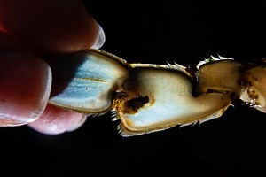 Clues of a growing blue crab