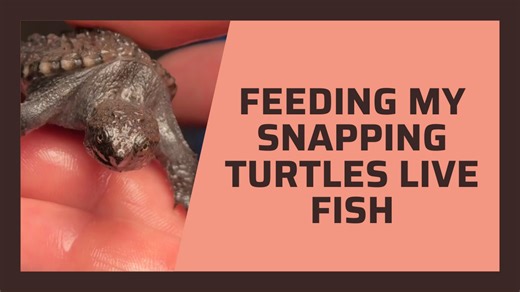 Feeding My Snapping Turtles Live Fish – You’ve Got to See This!