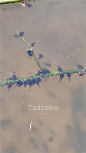 Nature’s smallest miracle in motion: Tadpoles/Frogs 🐸