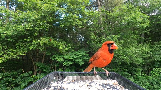 8K views · 472 reactions | Red-bellied Woodpeckers, Tufted Titmice, Northern Cardinal | Critter Cam | Facebook