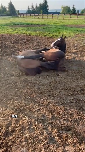 A Love Story Between Two Horses#animals #horse #wholesome #friendship #fyp | Loveable Stories