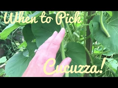 WHEN to PICK CUCUZZA! CUCUZZI, SERPENTE DI SICILIA EDIBLE GOURD ~ Two Days Later ~ UPDATE!