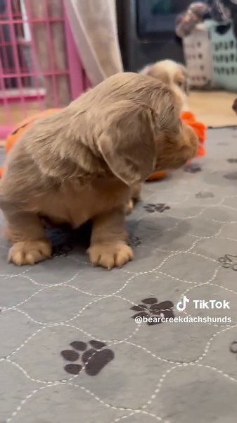Adorable Mini Dachshund Puppies with Tiny Legs