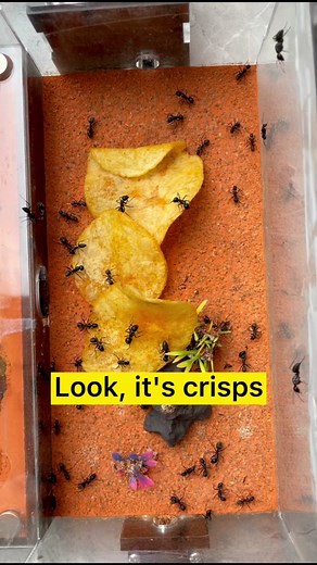 Ants Eating Crisps: The Underground Kingdom Simulator Game