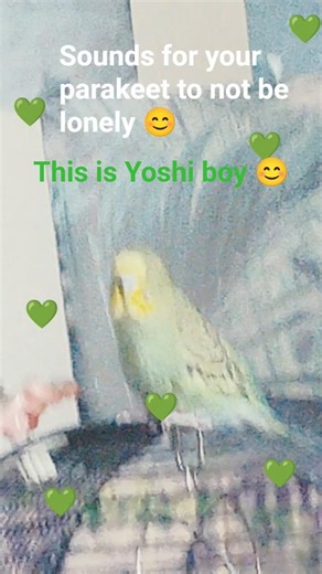 parakeet sounds #parakeetsounds #parakeetchirping #parakeetsinging #parakeet #viral #cutebirds