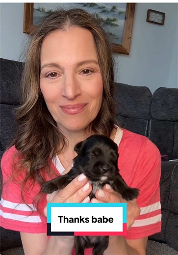 When the wait is over for your Yorkiepoo puppy #yorkiepoo