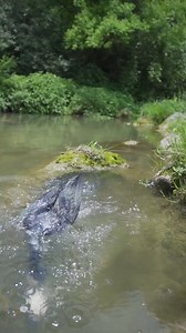 Watch this crazy bird swallow a fish bigger than its head. Cormorants are amazing hunters. | My Cormorant