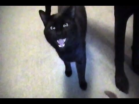 Talking Kitty Cat 12 - Again, who is Todd?