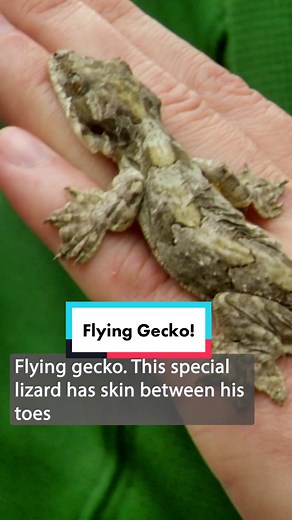 Activate Flying Gecko Powers! Learn about the Fascinating Abilities of Geckos