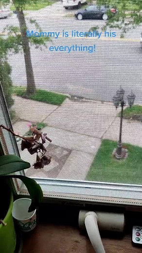 Rusty_the_Labrabull on TikTok