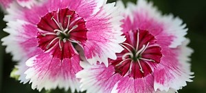 9 Fast Growing Flowers for a Springtime Garden | DoItYourself.com