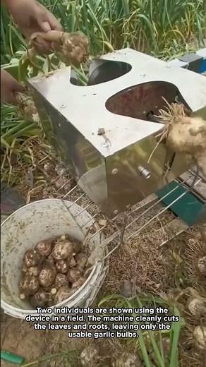 Garlic Harvesting Machine in Action