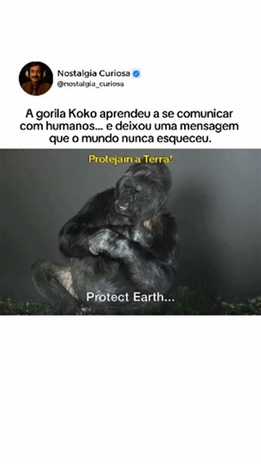 Nostalgia curiosa on Instagram: "Koko ficou famosa por dominar mais de mil sinais da linguagem de sinais americana (ASL) e compreender centenas de palavras em inglês. Ela era capaz de expressar emoções reais — como amor, tristeza e até luto. Em uma entrevista, quando perguntaram o que ela queria dizer aos humanos, Koko respondeu com os sinais: 👉 “Parem de ser bobos. Amem a Terra.” A mensagem da gorila se espalhou pelo mundo como um lembrete poderoso de empatia, inteligência e respeito à naturez