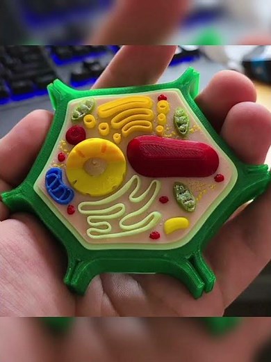 3D Plant Cell Model