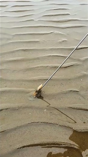 The process of catching razor clams