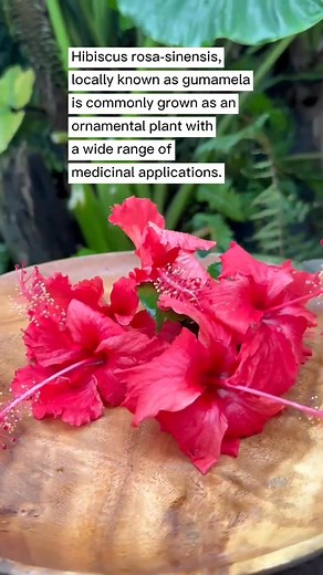 Do you know that hibiscus plants have beneficial effects on the body? | Dr Farrah MD