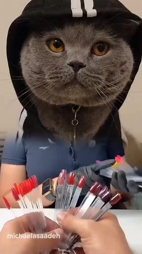 Sky Cat on TikTok