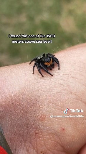 Amazing jumping spider - what would you name this species? 🕷️ #fyp #spider #jumpingspider #salticidae #nzspider #spiders #arachnology #arachnophobia #science #animals #bugs #Aotearoa #NZ #NewZealand #alpine #wildlifephotography