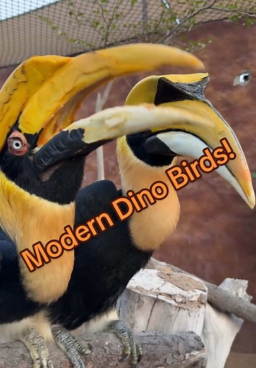 Discover the Fascinating World of Hornbills