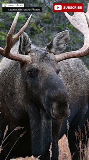 Grumpy and His Big Dewlap