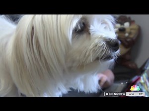 Free vet clinic helps low-income seniors care for pets | NBCDFW