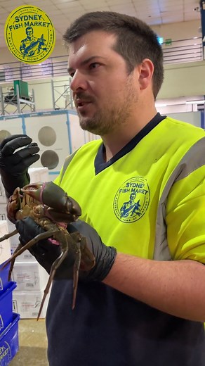 Here's another snippet from one of Alex's tours, in which he gives you his best tips and tricks for picking a good, meaty Mud Crab! | Sydney Fish Market
