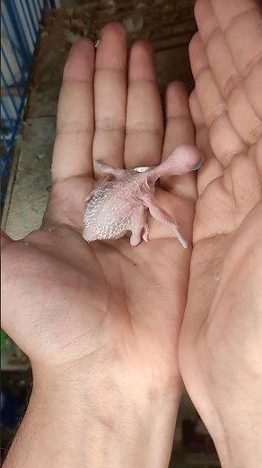 Stages of growth of the Australian budgerigar #parrot