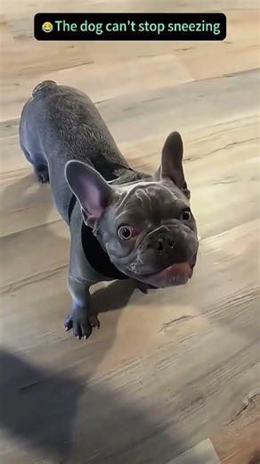 Cats love window watching sessions 🤪 #viral #fyp #funnyvideos #Funny #cat