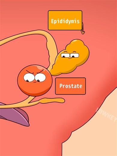 The Prostate Problem Nobody Talks About
