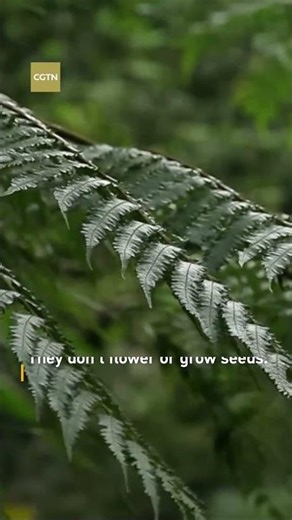 Tree ferns: plants older than dinosaurs