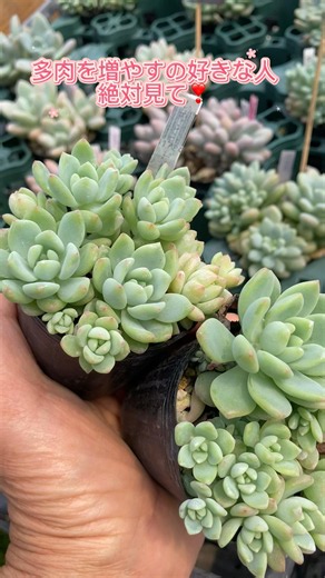 [Gardening] [Succulents] How to Propagate Bumpy Succulents & Echeveria via Leaf Cuttings – See Co...